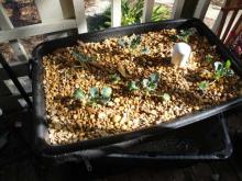 small diy aquaponics system this is a small aquaponics system i built ...