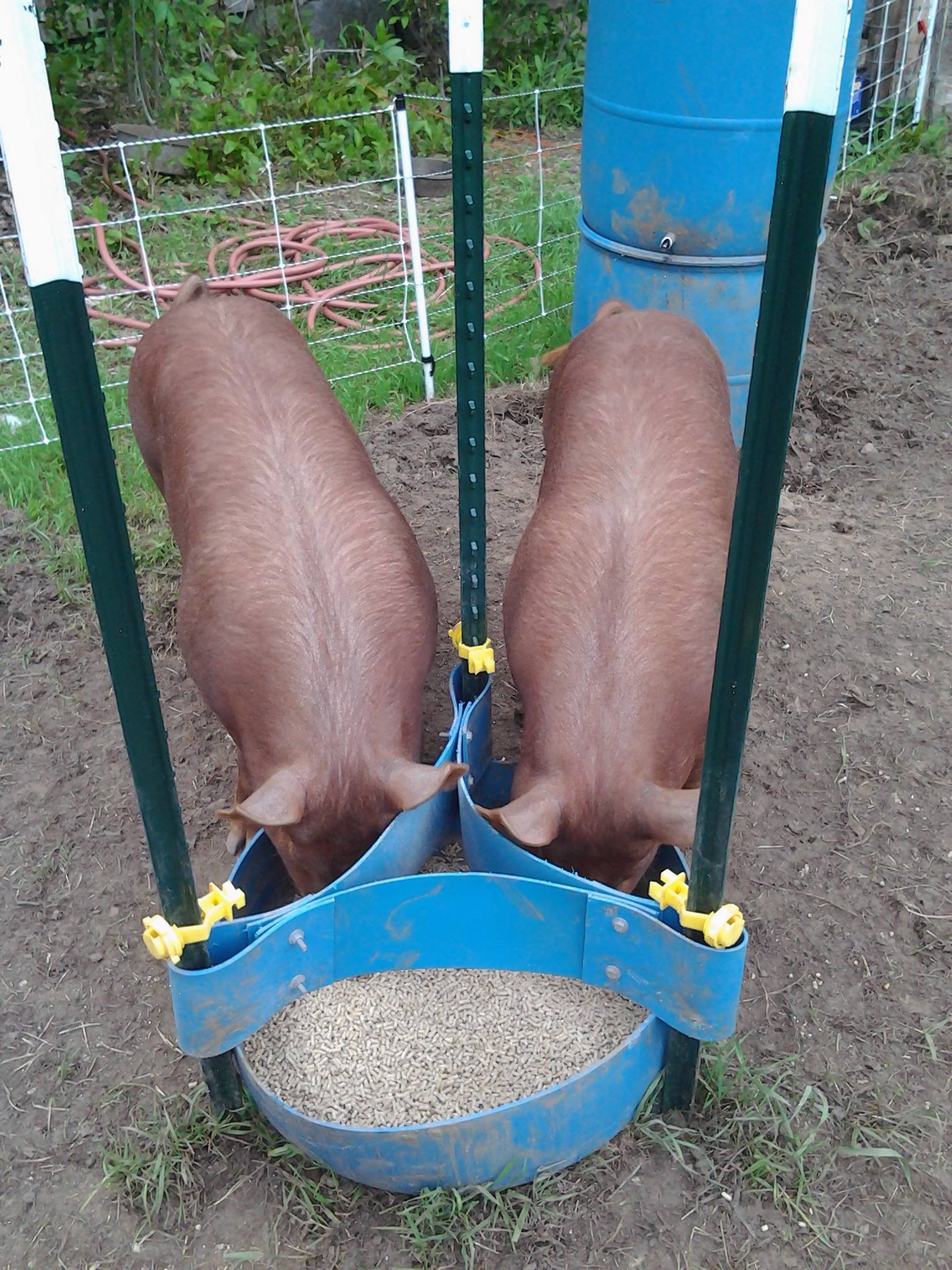 Movable pig feeders