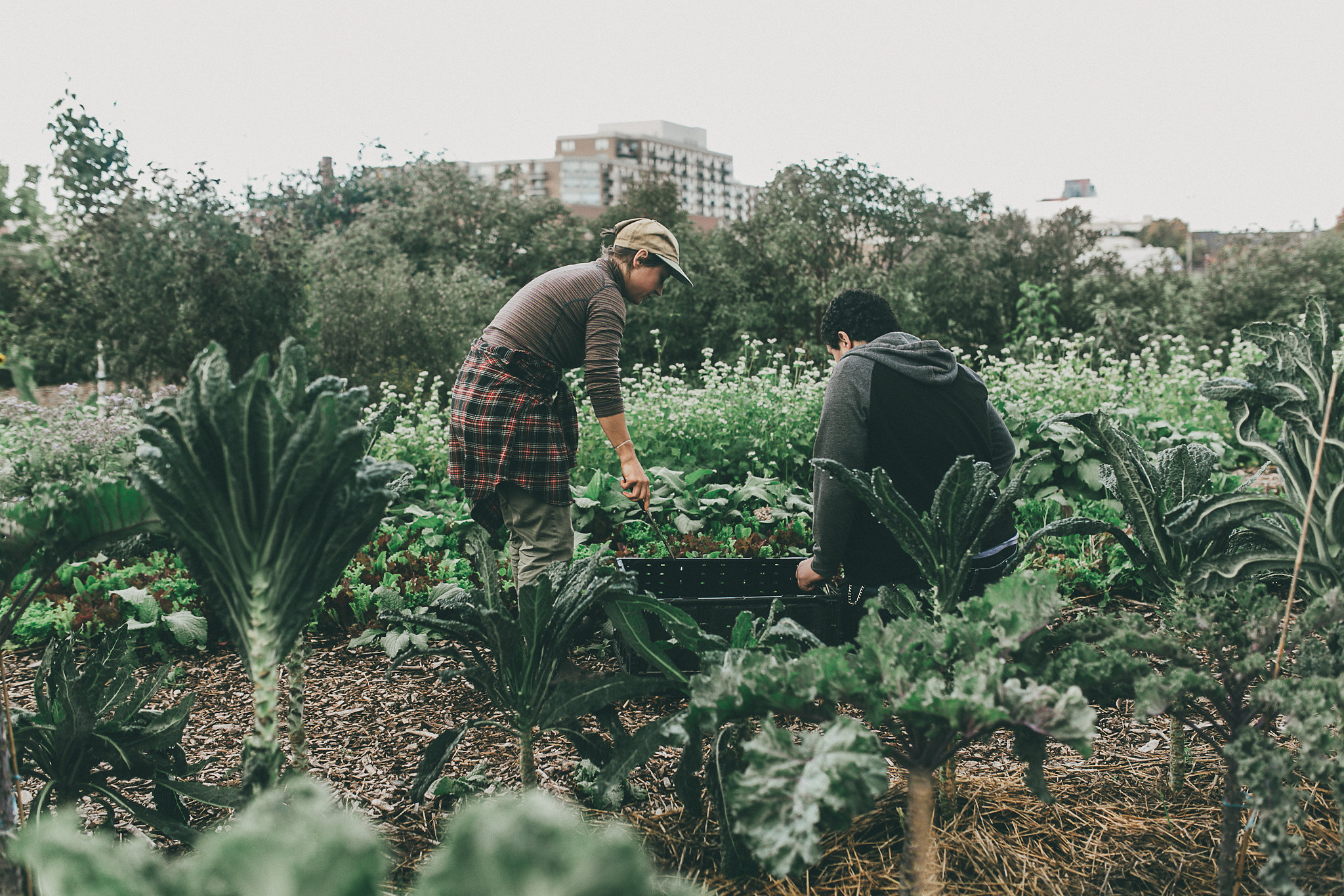 Community Compost Exchange 