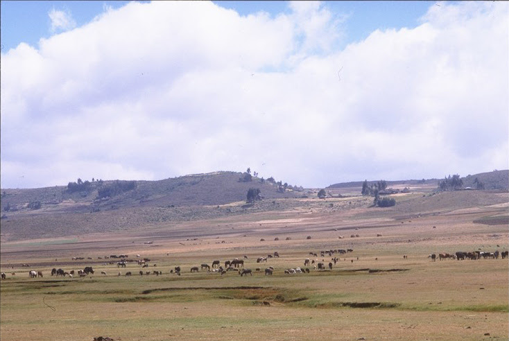 New tool simulates how climate change will affect our rangelands