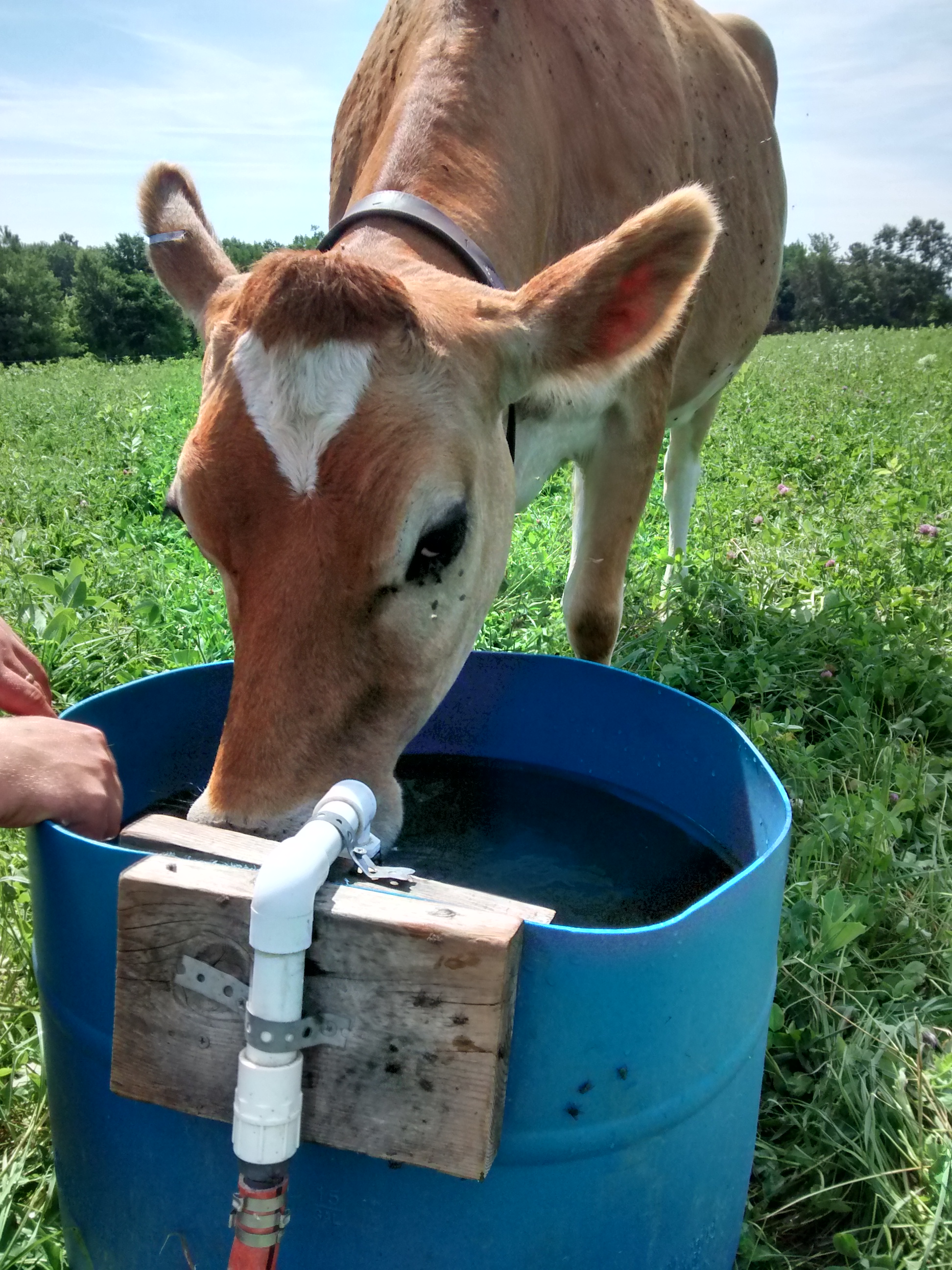 Waterer for rotational grazing