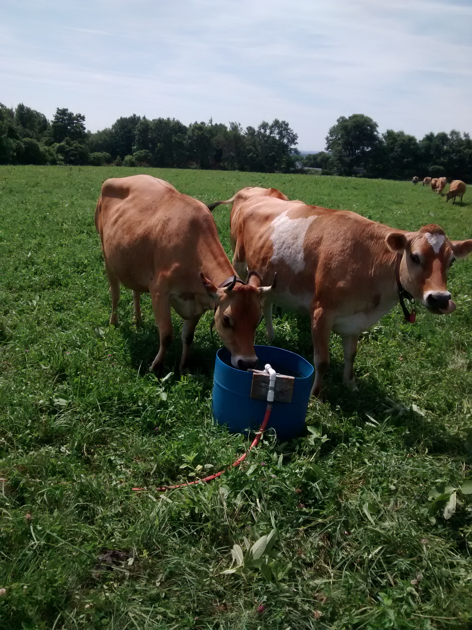 Waterer for rotational grazing
