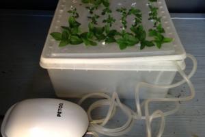 "Fish Tub" Herb propagator Fish Tank Bubbler