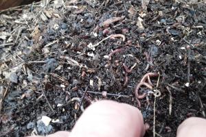 Worms tend to migrate to the top and moist areas of the box. They migrate up through the hardware cloth as boxes fill