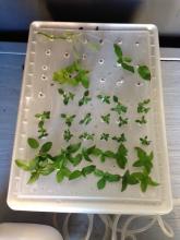 Top View "Fish Tub" Herb propagator Fish Tank Air Pump