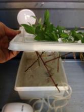 Root View "Fish Tub" Herb propagator Fish Tank Air Pump