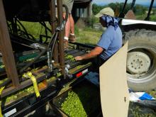 Stripped and sorted hops coming off the machine.