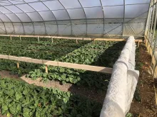 Prototype in Greenhouse