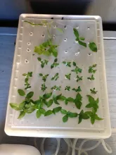 Top View "Fish Tub" Herb propagator Fish Tank Air Pump
