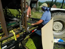 Stripped and sorted hops coming off the machine.