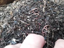Worms tend to migrate to the top and moist areas of the box. They migrate up through the hardware cloth as boxes fill
