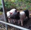 tonyflint's picture