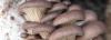 Fungi Town's picture