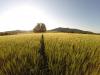 steadfastfarm's picture